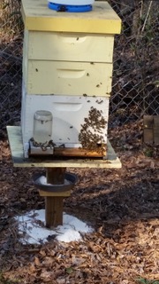 Bee pictures - 12
