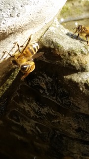 Bee pictures - 13