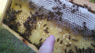 Bee pictures - 17